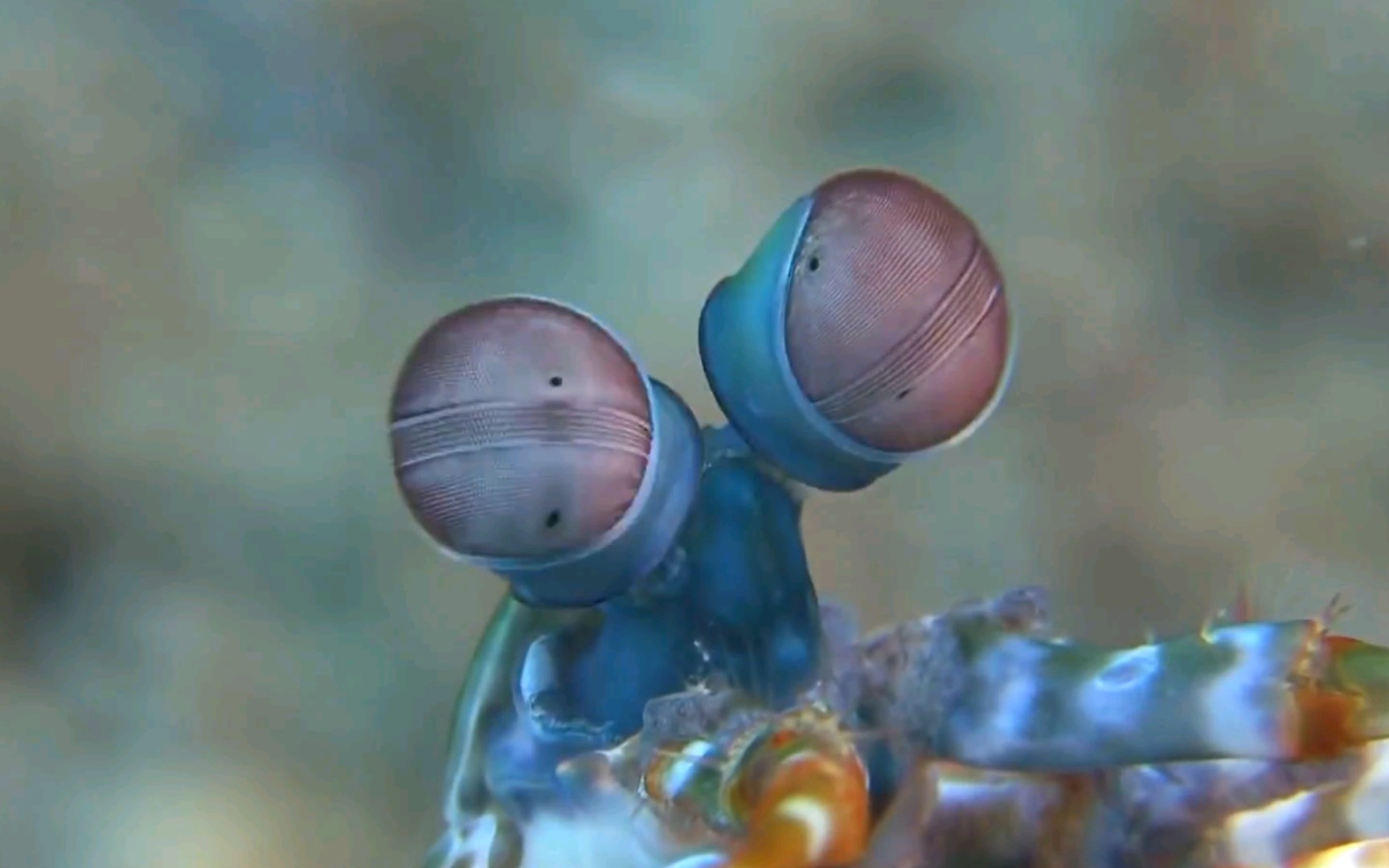 螳螂虾眼睛图片