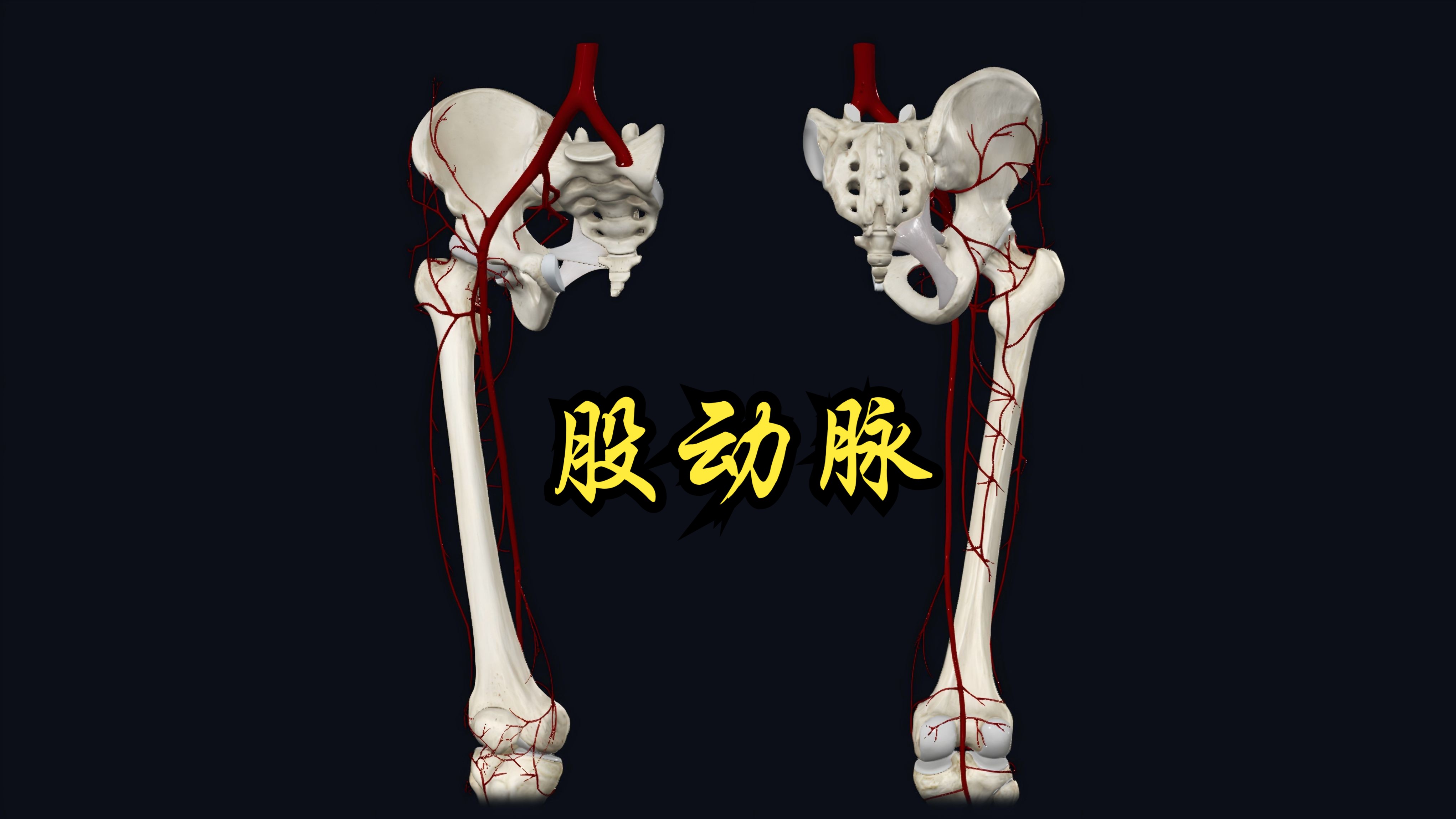 3D演示股动脉及其分支哔哩哔哩bilibili