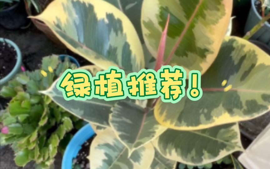 花金刚橡皮树,热植平替!哔哩哔哩bilibili