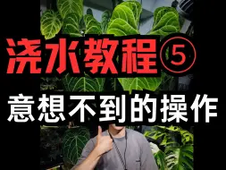 Download Video: 浇水⑤|灯泡风扇防闷根？？