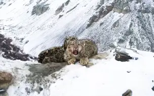 Tải video: 在雪山上等妈妈的野生小雪豹