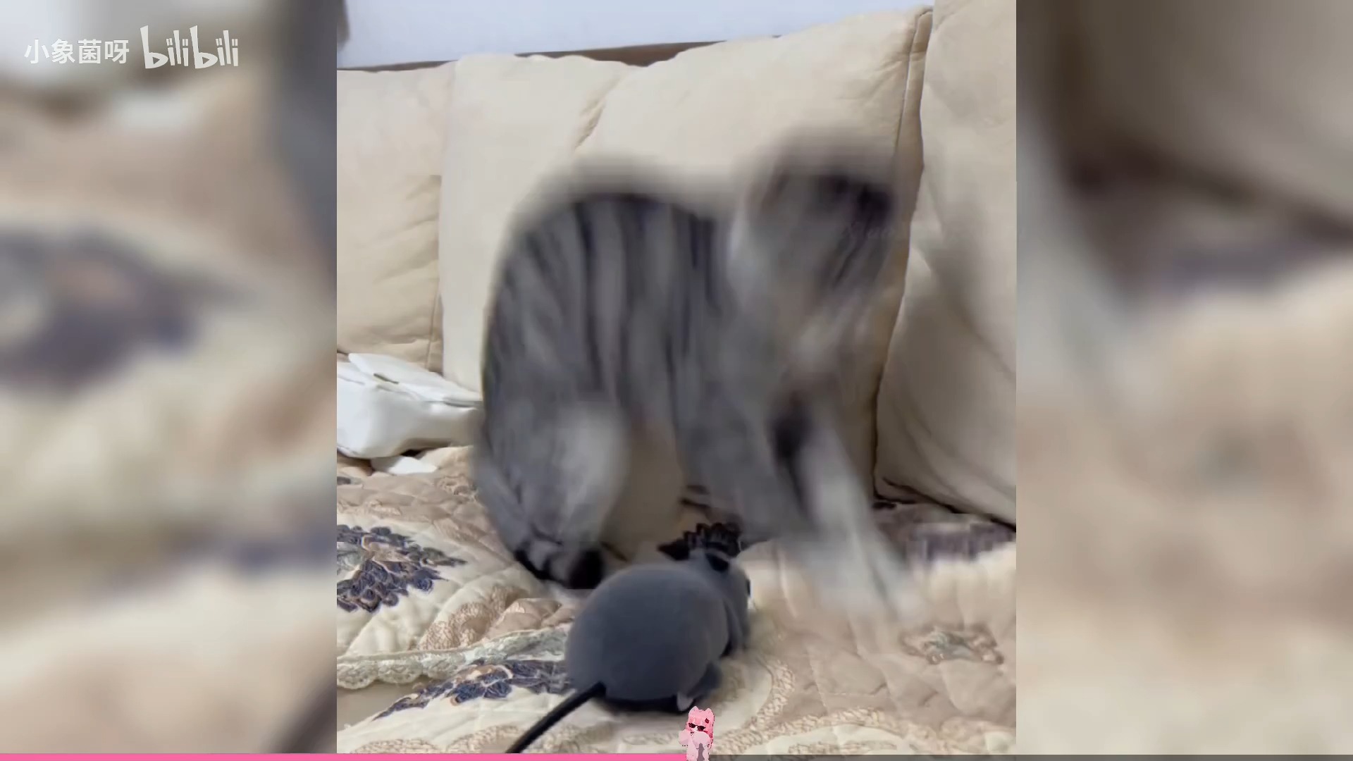 4239 "震惊猫咪一百年"