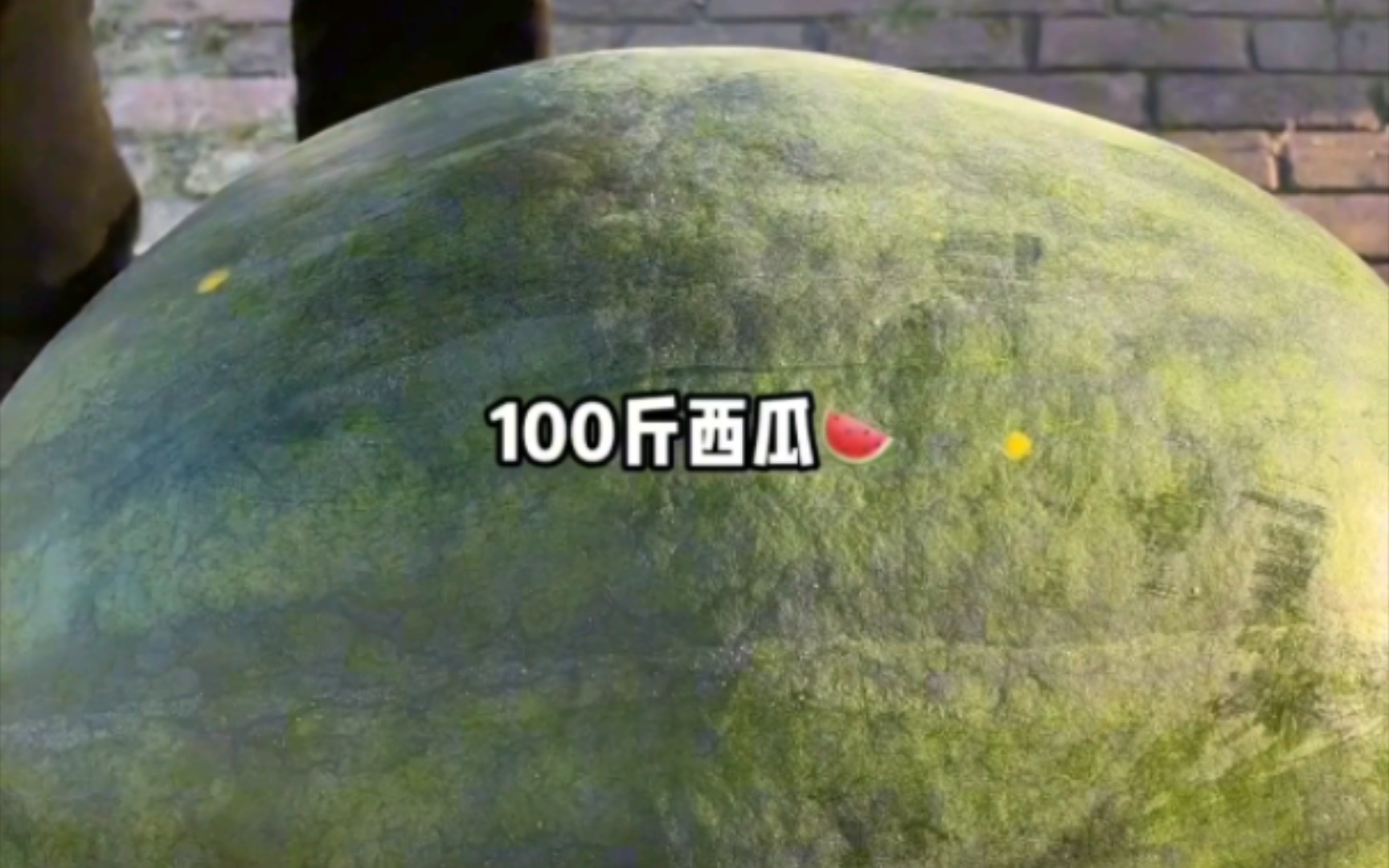 100斤的新鲜大西瓜开箱视频,满满的期待哔哩哔哩bilibili