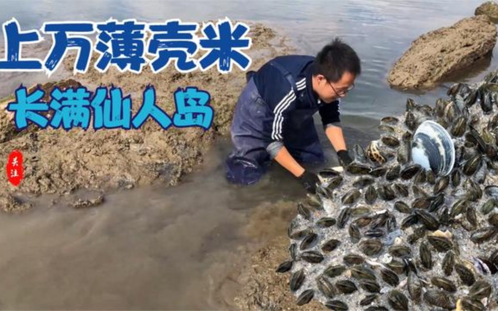 仙人岛被潮汕薄壳米布满,青岛日照威海叫海瓜子,小哥直接抓爆桶哔哩哔哩bilibili