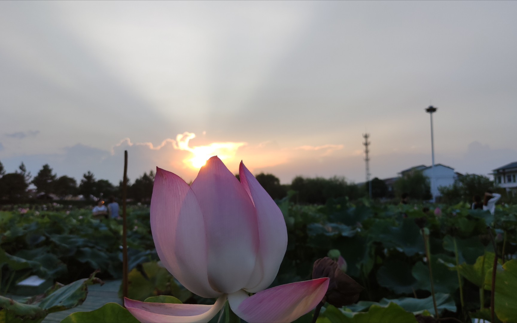 罗坊夏日荷花池