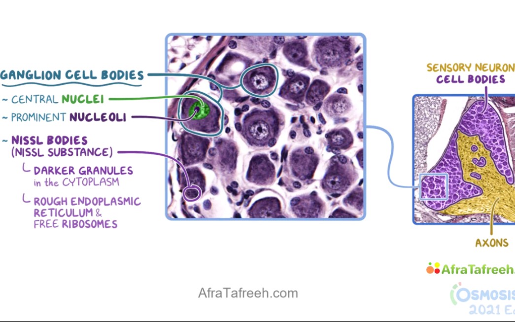 [图]0smosis - histology - peripheral nervous system histology