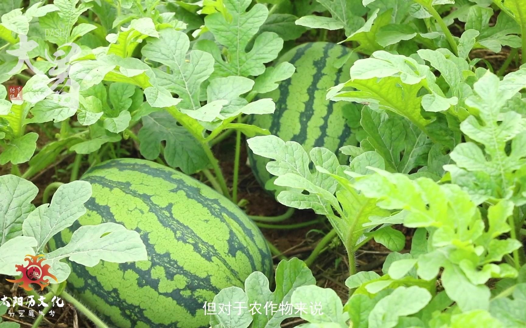 [图]二十四节气--大暑