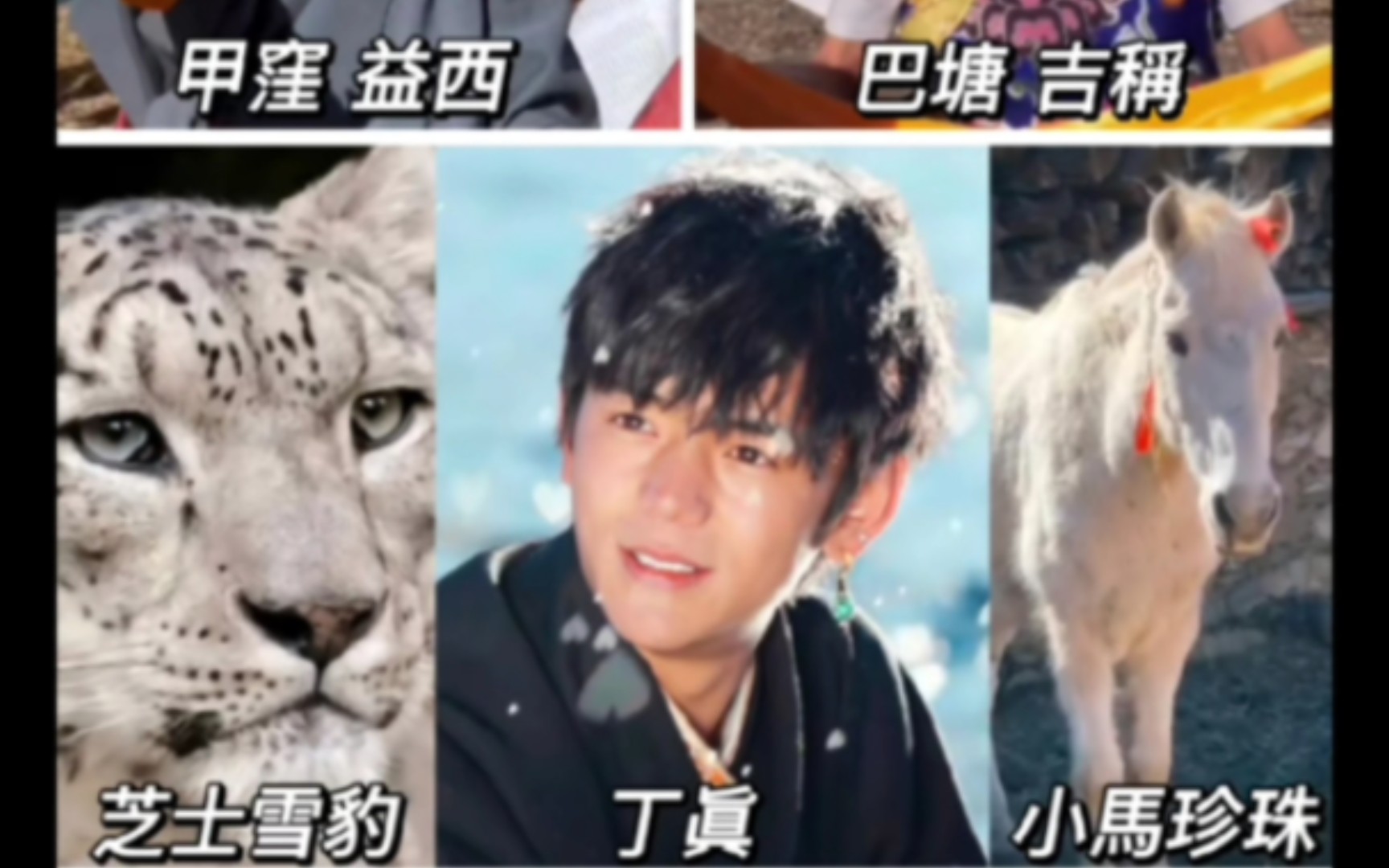理塘风云,丁真拥有芝士雪豹,小马珍珠得力干将,坐拥百万粉丝,上过联合