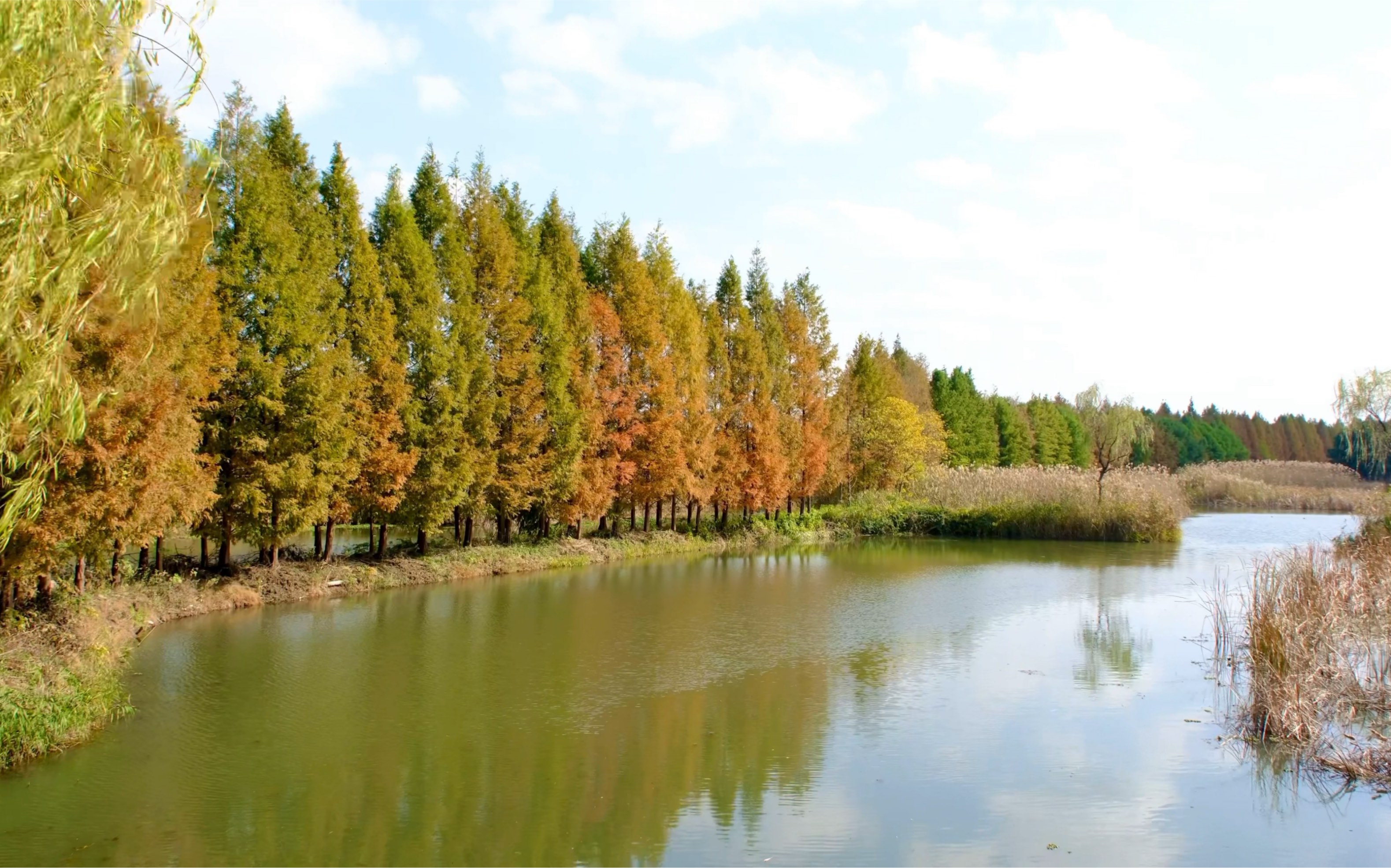 「苏州虎丘湿地公园」秋日小森林和阳光