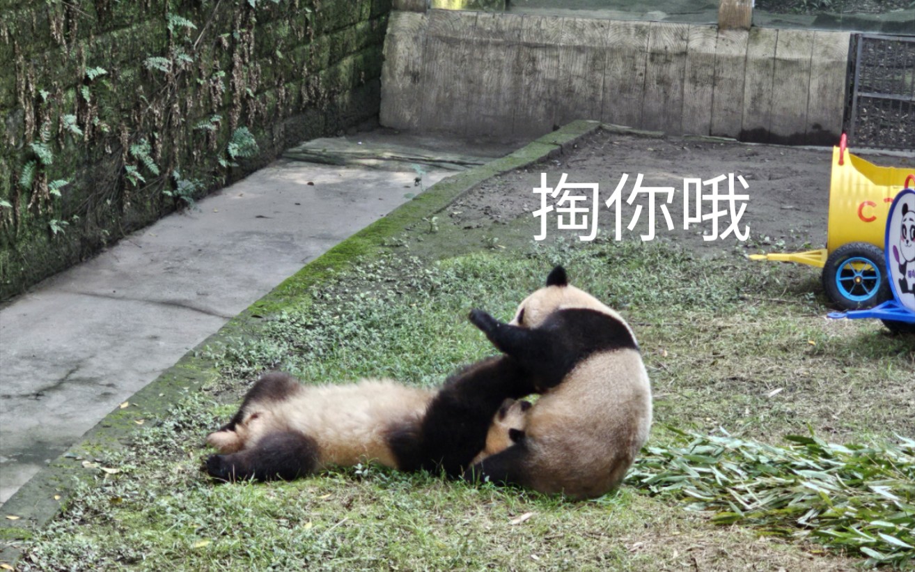 三星s23ultra 4k 120hz 原生输出国宝熊猫打架斗殴