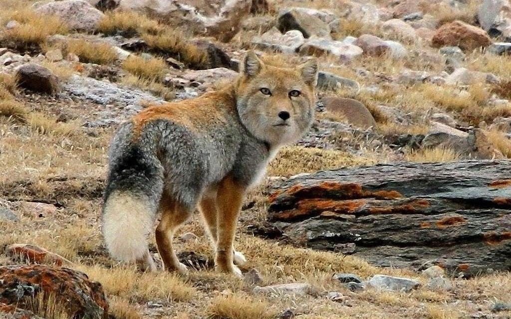 藏狐:"我方了!是真的方!