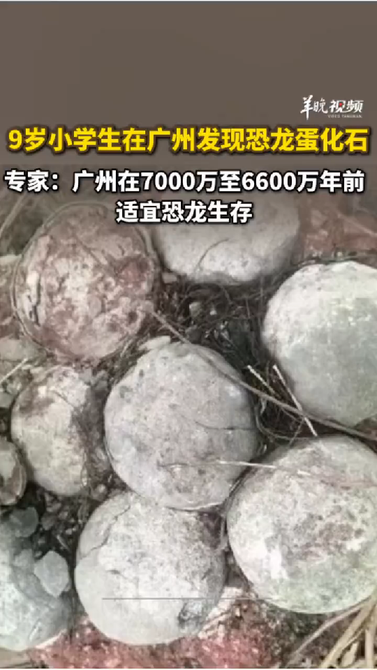 广州小学生在绿化带发现恐龙蛋化石