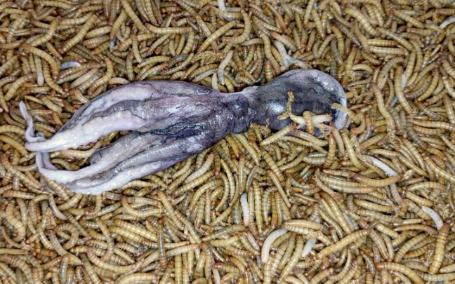 给饿了一周的面包虫吃个章鱼太过瘾了