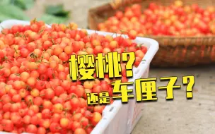 Download Video: 小时候常吃的那种樱桃，为什么越来越少了？