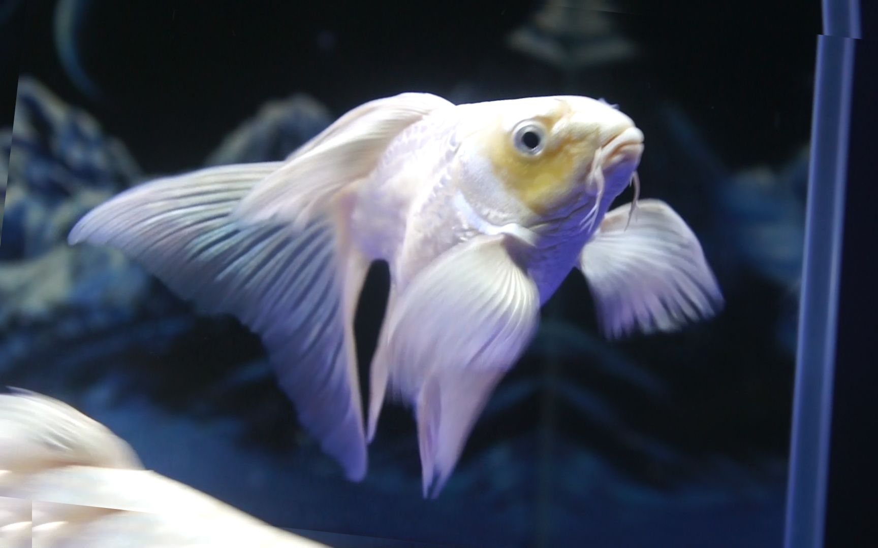 白球蝴蝶鲤(7):满三个月了,今天捞一条出来,减轻鱼缸负担.