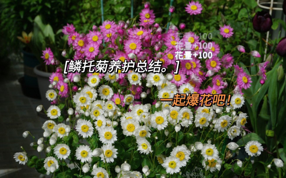 【种植经验】如何拥有一盆花量爆炸的鳞托菊哔哩哔哩bilibili