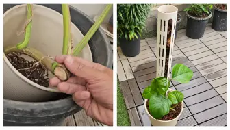 去年秋天扦插的绿萝状况现在如何了？