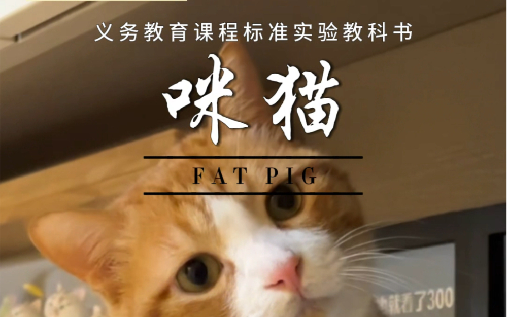 拍到了咪猫课本封面哔哩哔哩bilibili