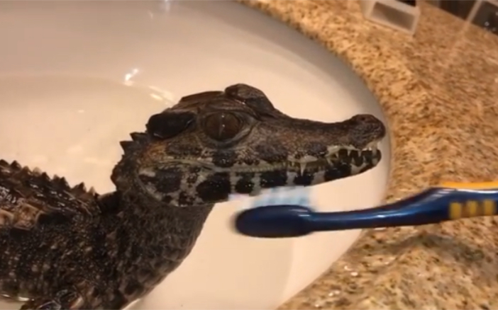 给鳄鱼刷刷牙