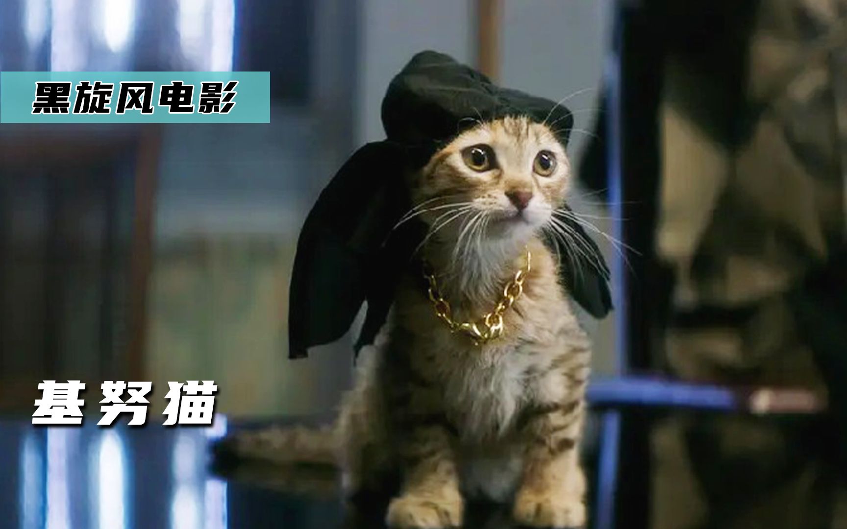 中国狸花猫误入黑帮最后竟当了大哥基努猫