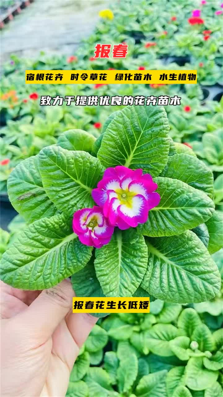 山西报春花基地哔哩哔哩bilibili