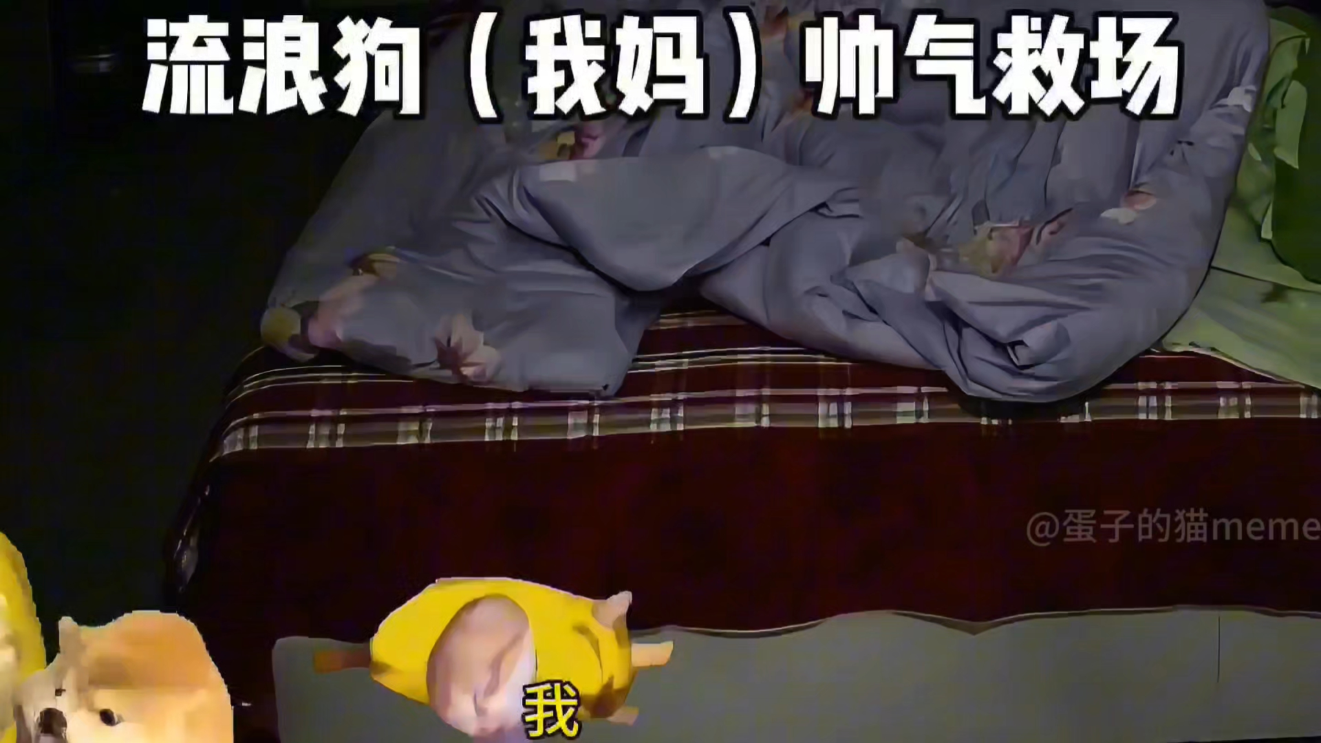 小时候晚上睡觉脚总是冰凉(与流浪狗斗智斗勇86)-蛋子的猫meme-蛋子的猫meme-哔哩哔哩视频