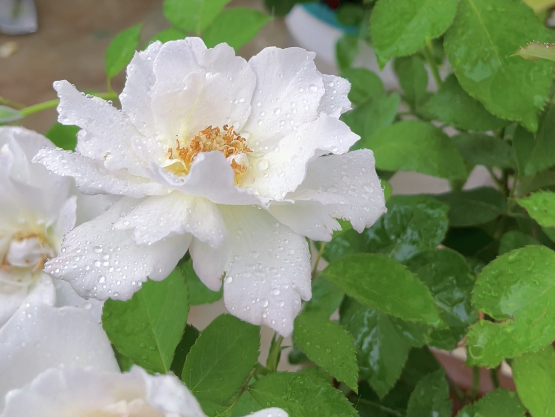 雨中玫瑰 月季莎菲天使 米兰达 松之梦 朱丽叶