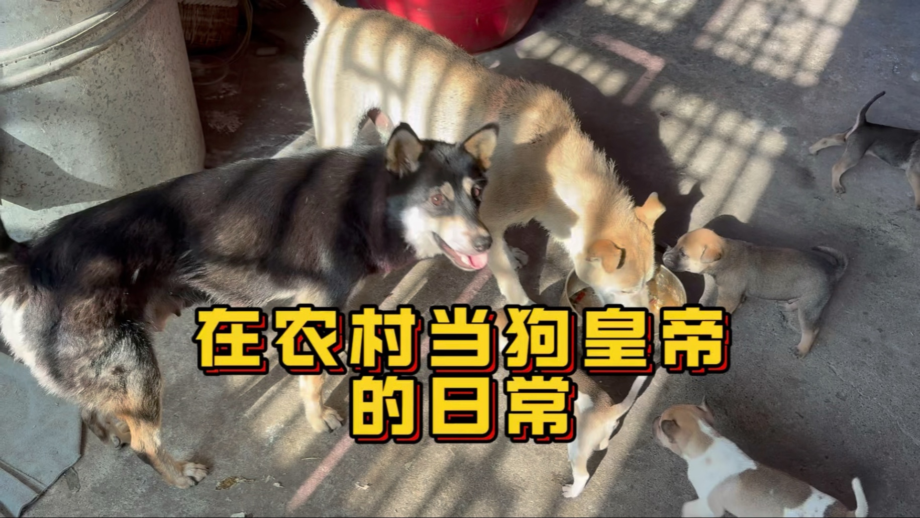 沉浸式体验当“狗皇帝”的日常!小四眼饭被抢了跑来找大哥帮忙!-大黄是只狗-大黄是只狗-哔哩哔哩视频