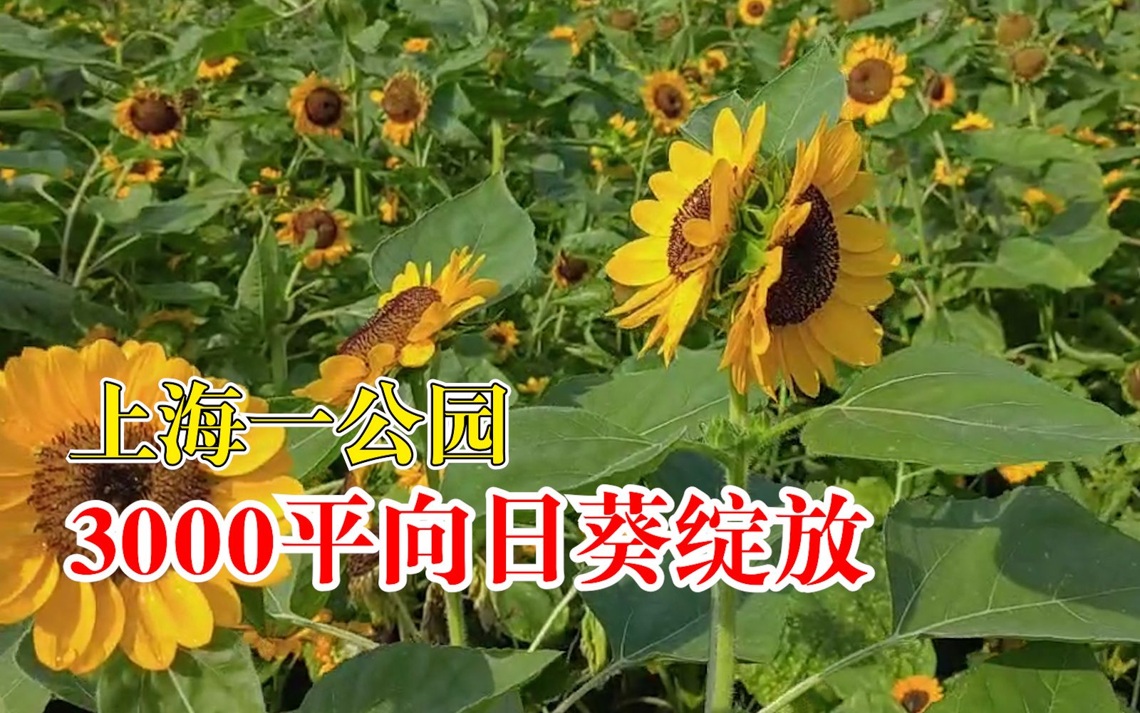 上海一公园3000平向日葵绽放,并蒂葵花罕见迷人哔哩哔哩bilibili