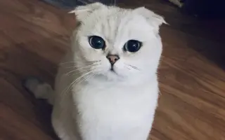 【傅菁】呼噜猫版（短视频合集）