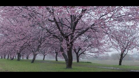 Lumix S5 雪見桜yukimi Sakura Sigma 18 50 F2 8 Dc Dn Blackmagic Raw 哔哩哔哩