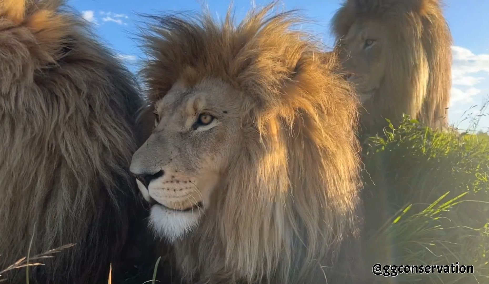 靠在一起的雄狮三兄弟