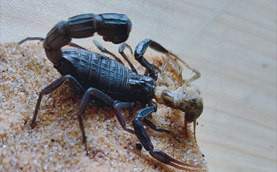 【日常】三天禁闭猛如虎——土耳其黑肥尾蝎喂食(蝎圈新人)_哔哩哔哩