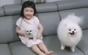 我养了一只狗熊 心都融化了 小狗日常 博美犬 哔哩哔哩 つロ干杯 Bilibili