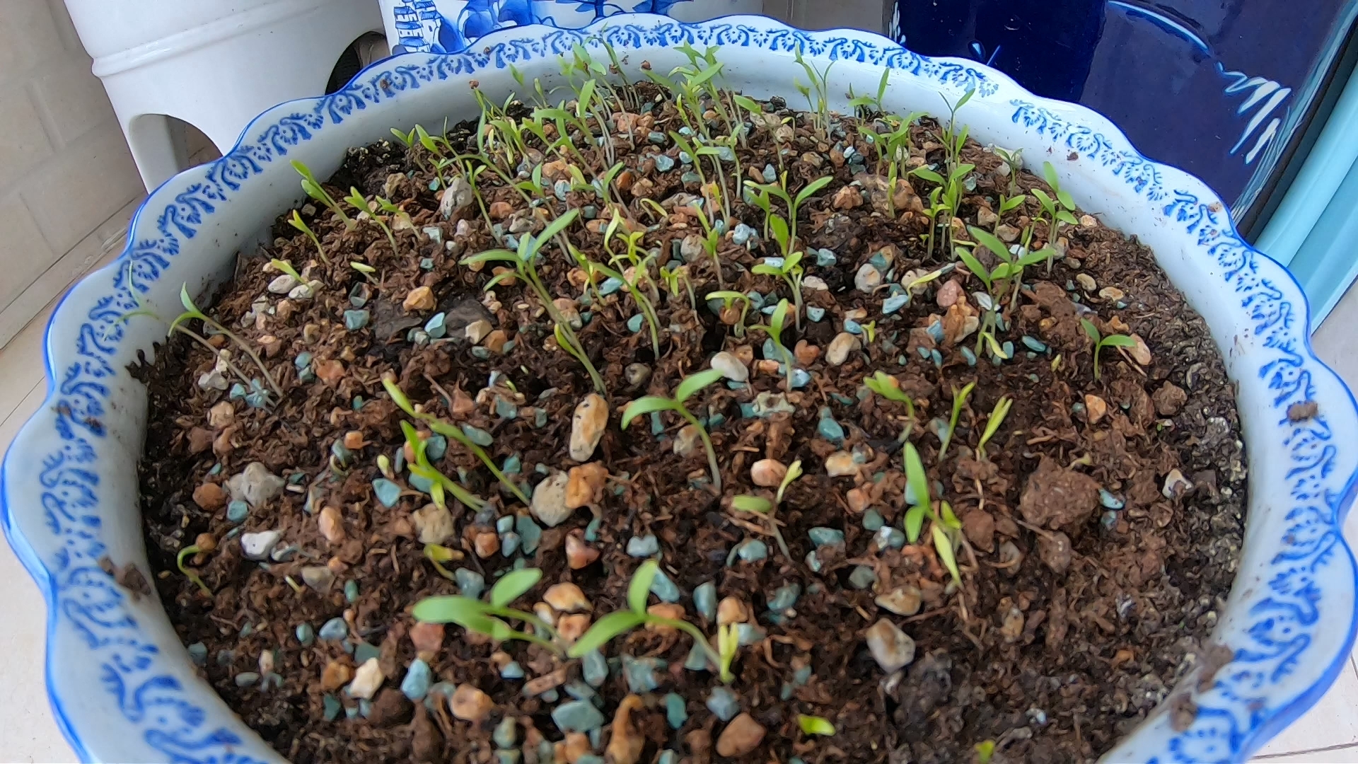 香菜苗苗:小腰扭一扭