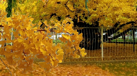 [图]我与旧事归于尽，来年依旧迎花开，有些随风，有些入梦，有些长留在心中，愿你这一生不再孤寂，终有人陪你颠沛流离。 #秋天 #感悟 #唯美意境