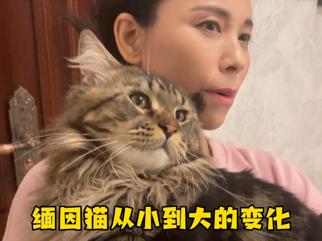 缅因猫从小到大的变化也太大了吧!!!哔哩哔哩bilibili