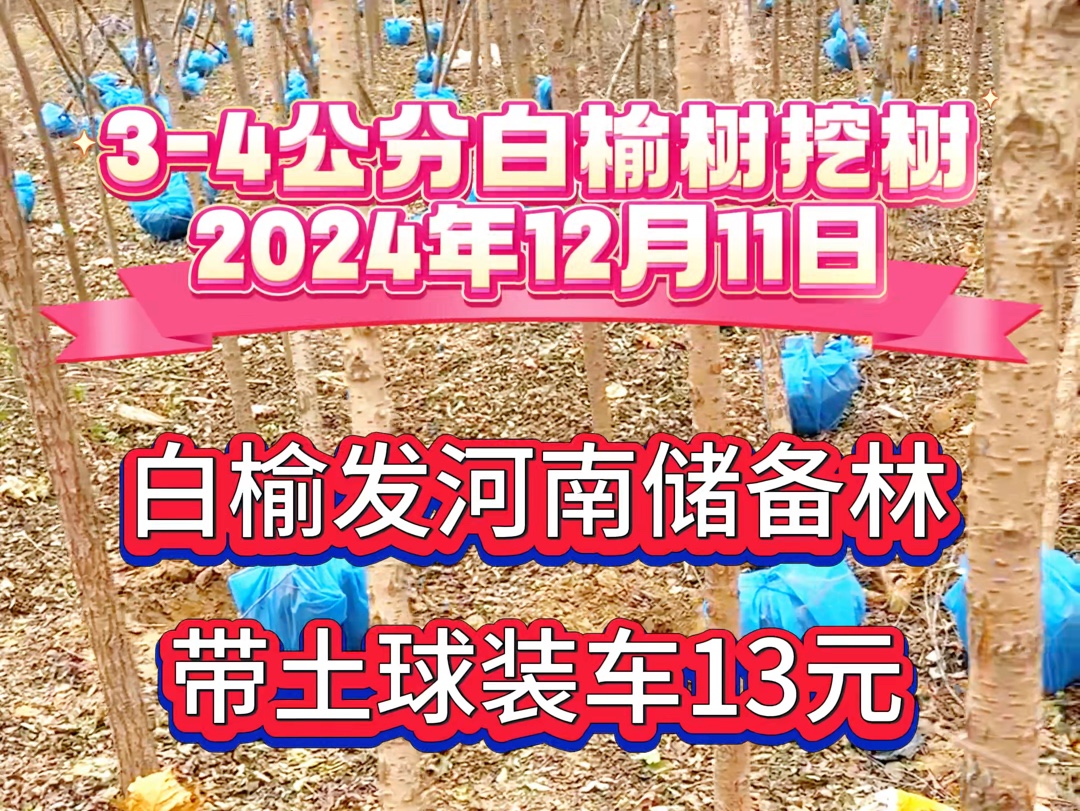 2024年12月11号3公分白榆树价格发往河南工地哔哩哔哩bilibili