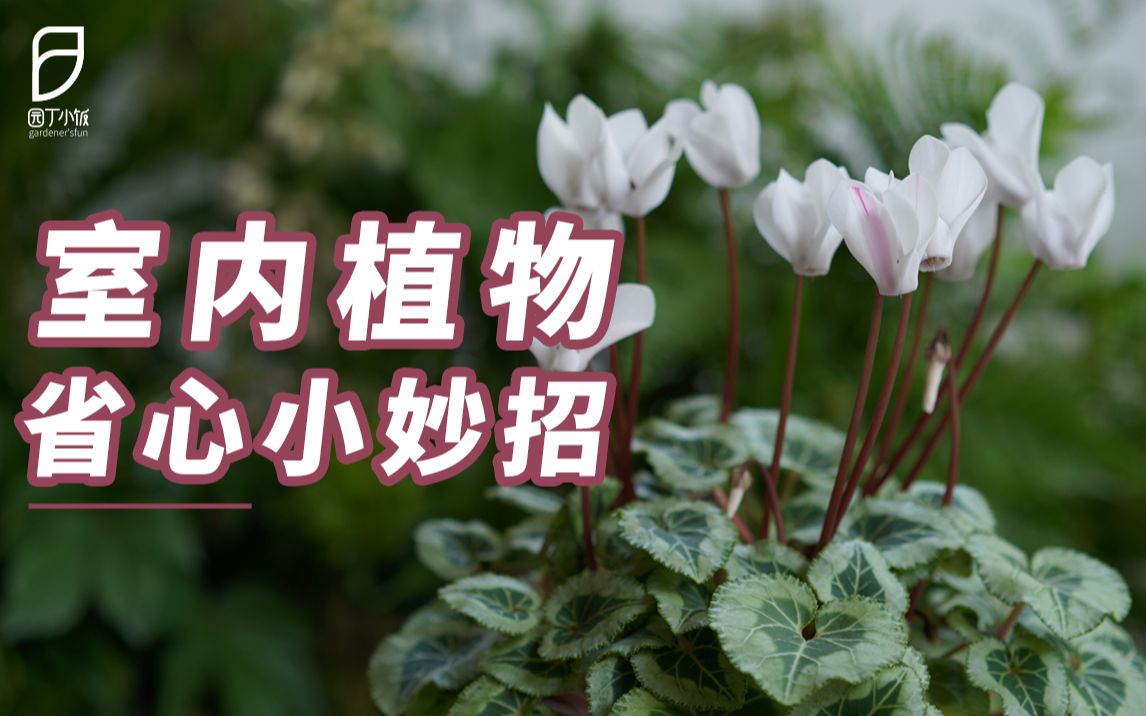 [图]【园丁小饭】室内植物省心养法，新手也能变高手（上）