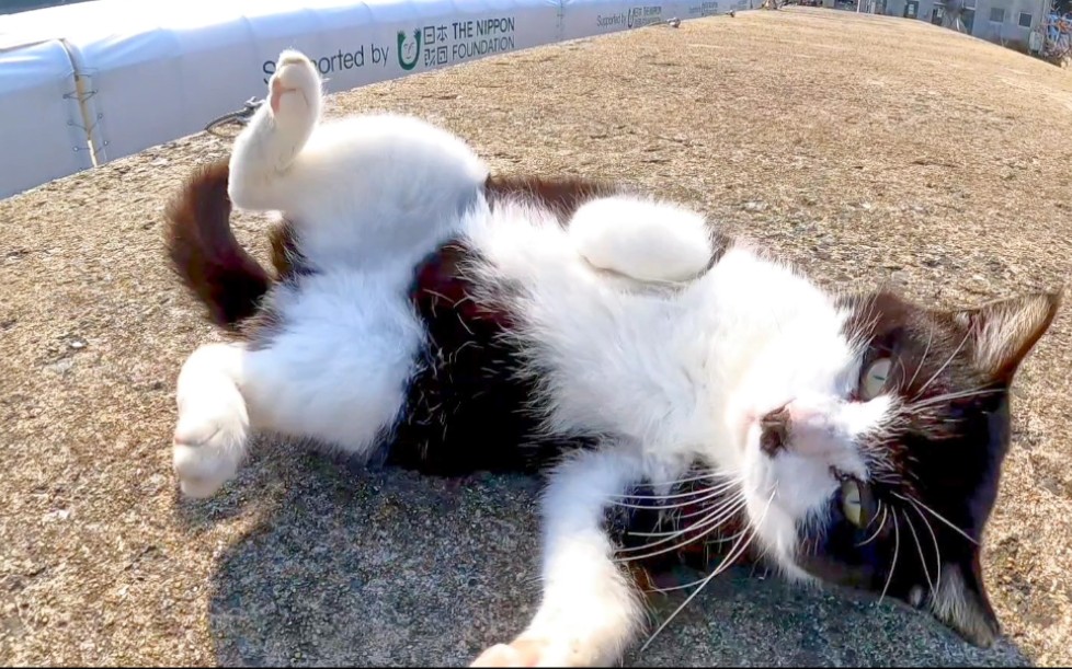 当你在防波堤上抚摸小猫时,它会开心地打滚,可爱极了.
