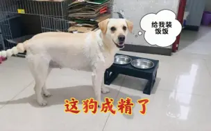 Video herunterladen: 这铲屎的怕是个傻子吧？吃个饭还要我提醒