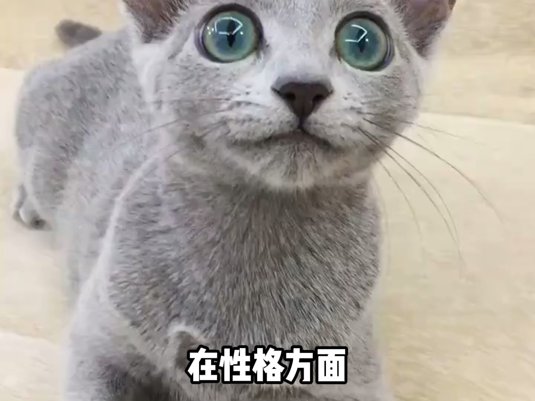 猫届有个智商排行榜!你家的猫猫上榜了吗?哔哩哔哩bilibili