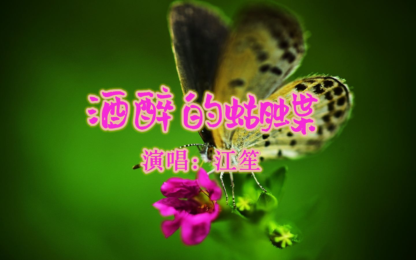 酒醉的蝴蝶背景图图片