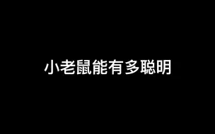 Download Video: 【花枝鼠】每个鼠鼠都很聪明，不是你的鼠学不会，而是主人缺乏耐心