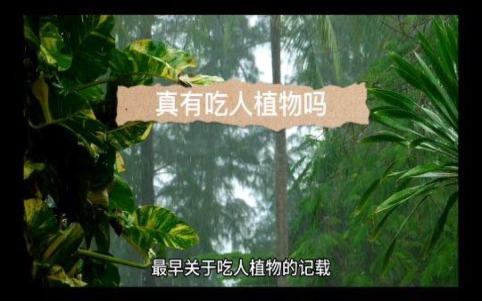 传说中的吃人植物是怎样吃人的?食肉植物的存在哔哩哔哩bilibili