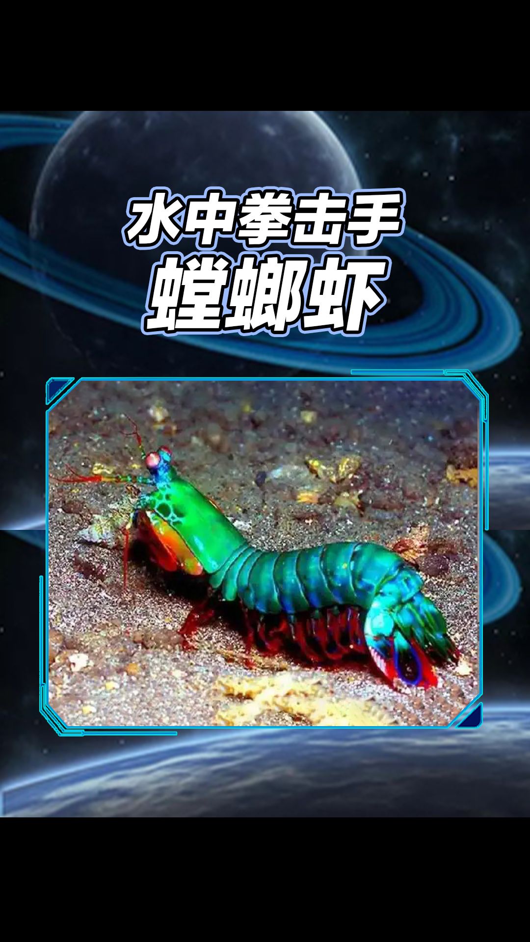 水中拳击手 螳螂虾