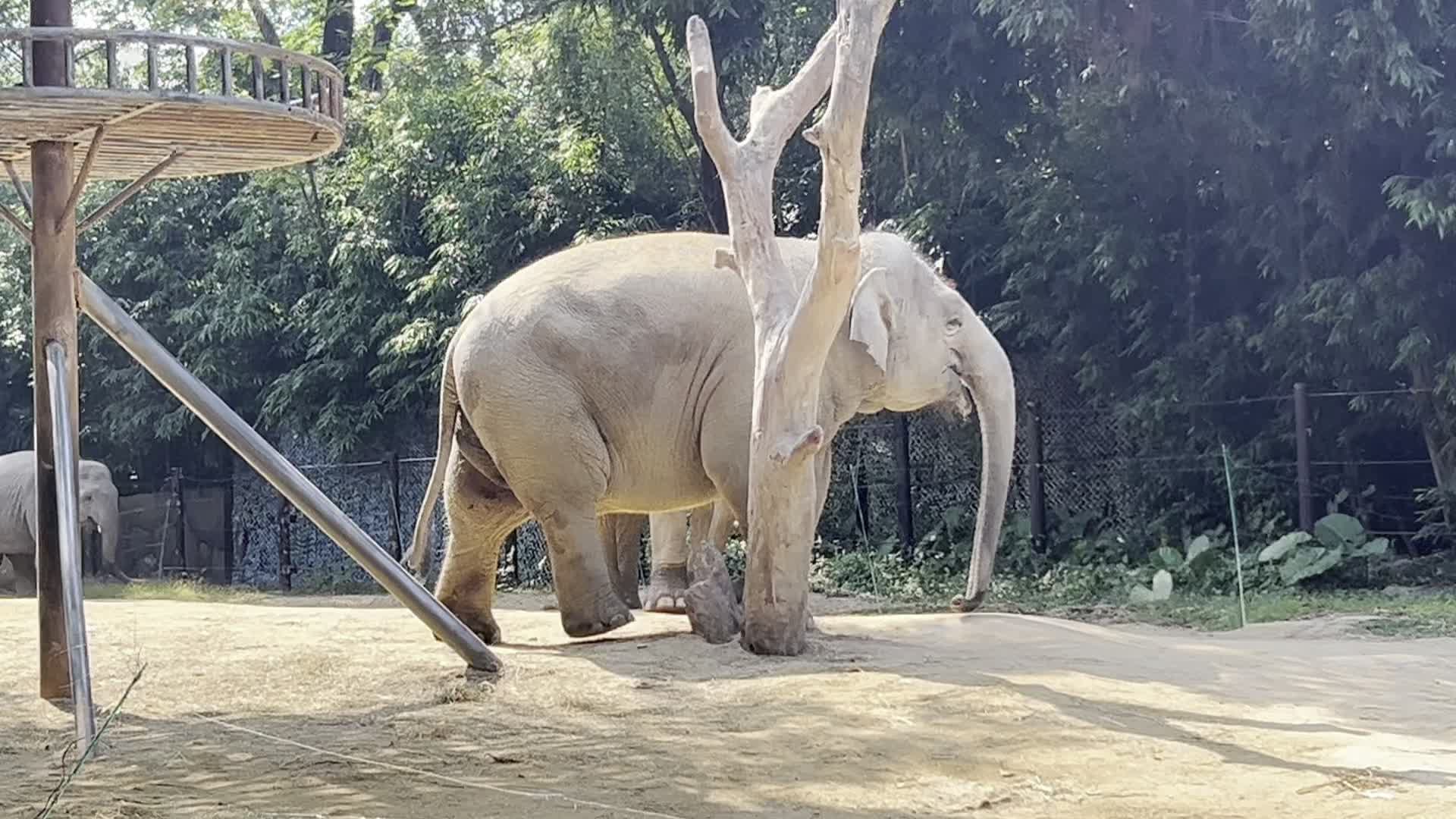 昆明动物园大象亚隆图片