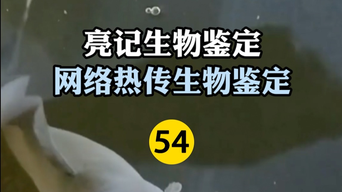 网络热传生物鉴定54