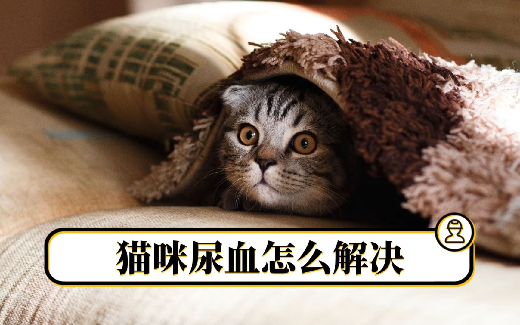 猫咪尿血不害怕,教你几个办法轻松解决哔哩哔哩bilibili