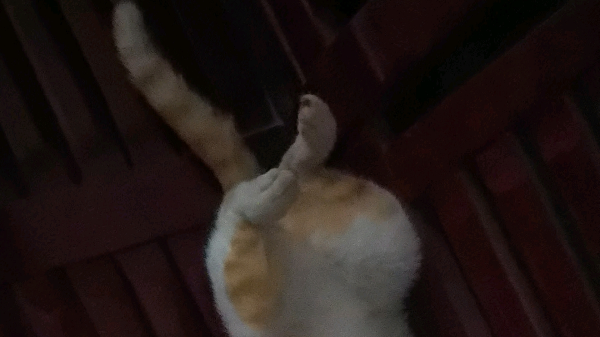 小猫妖娆的睡觉姿势